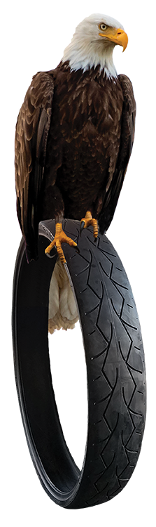 Eagle on Tire